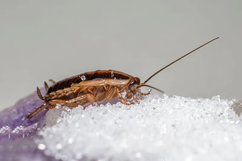 Kakkerlakken bestrijden: Duitse kakkerlak