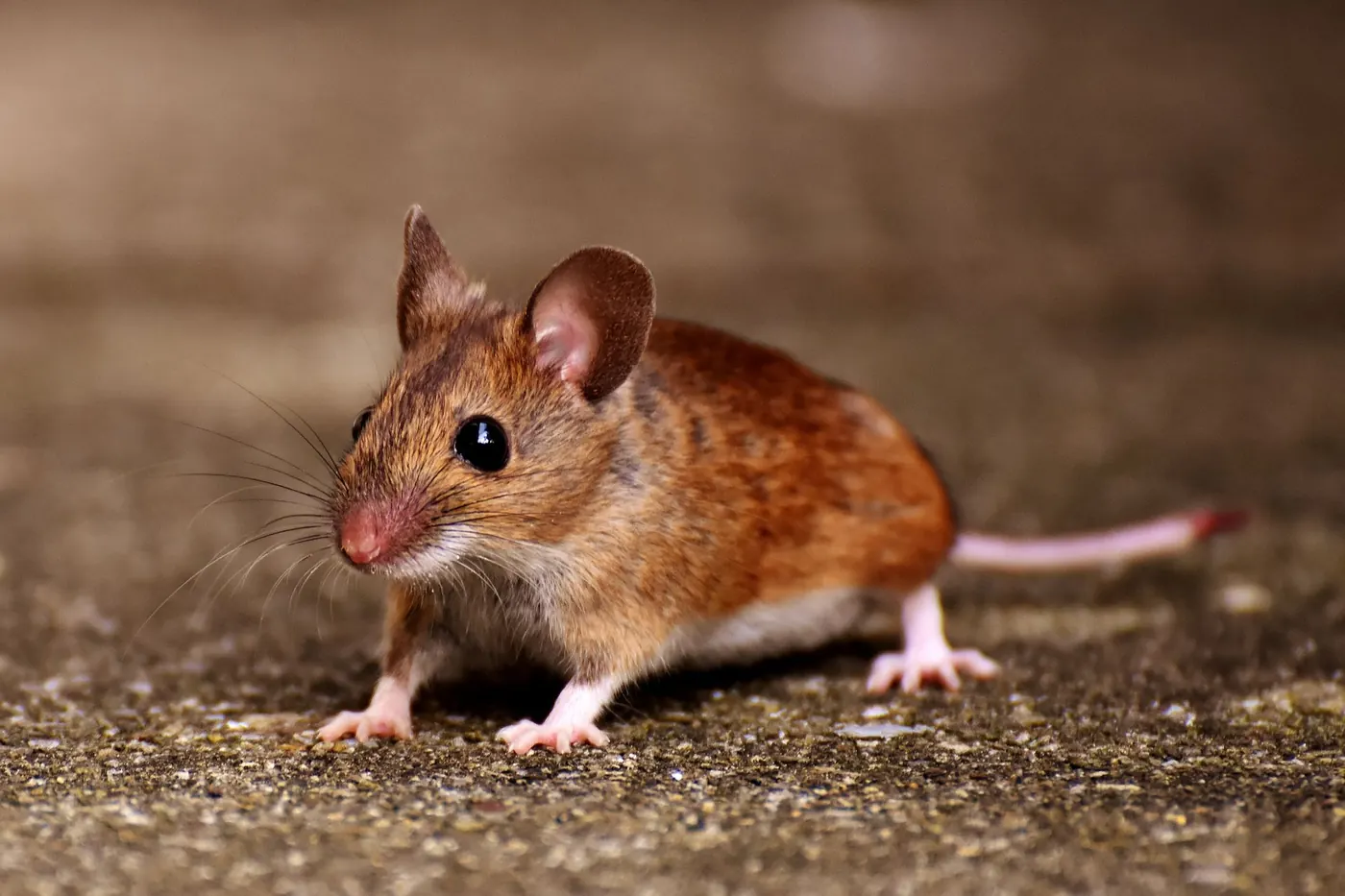 Mouse control: house mouse on the floor