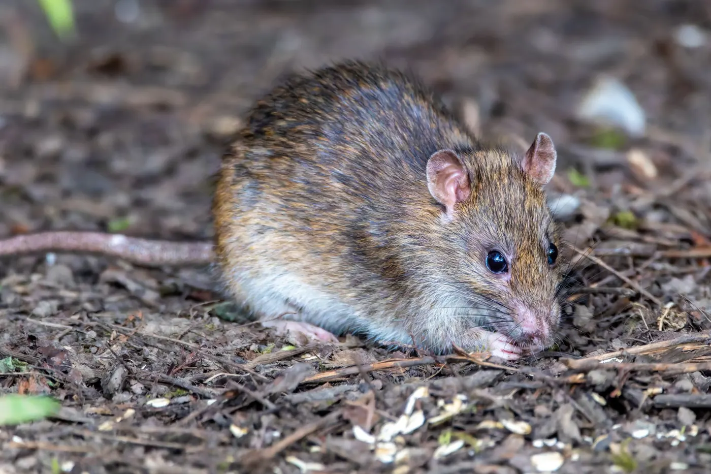Rat control: brown rat