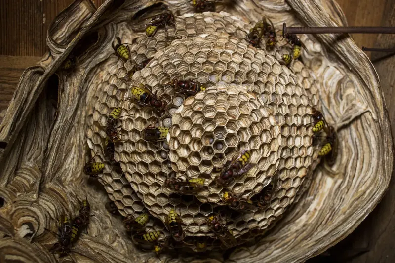 Wespennest verwijderen: wespen op een nest